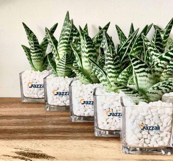Branded potted plant gifts